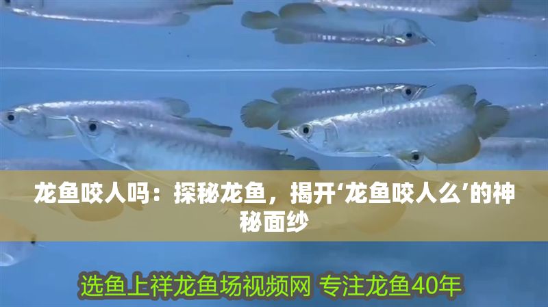 龍魚咬人嗎：探秘龍魚，揭開‘龍魚咬人么’的神秘面紗