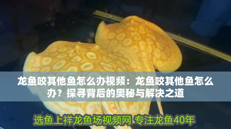龍魚咬其他魚怎么辦視頻：龍魚咬其他魚怎么辦？探尋背后的奧秘與解決之道