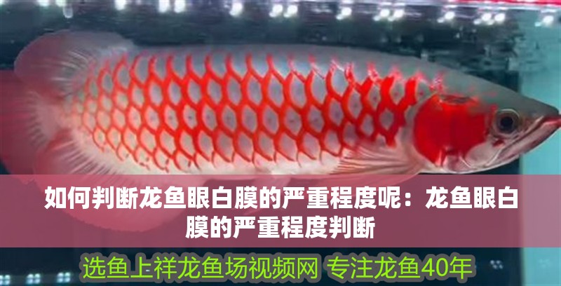 如何判斷龍魚眼白膜的嚴重程度呢：龍魚眼白膜的嚴重程度判斷