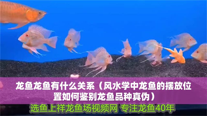 龍魚龍魚有什么關系（風水學中龍魚的擺放位置如何鑒別龍魚品種真?zhèn)危? title=