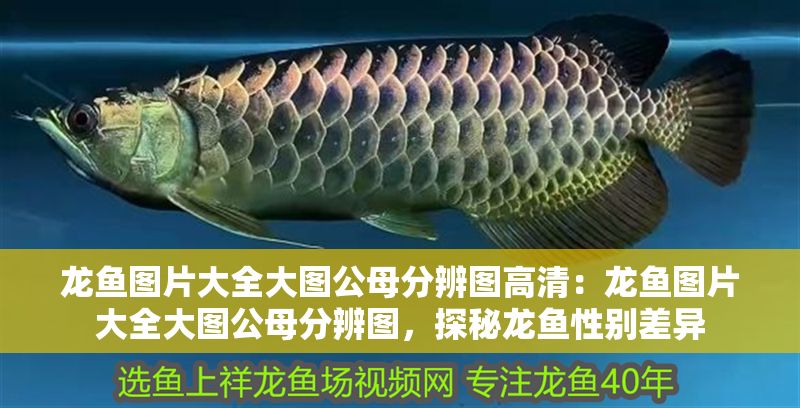 龍魚圖片大全大圖公母分辨圖高清：龍魚圖片大全大圖公母分辨圖，探秘龍魚性別差異