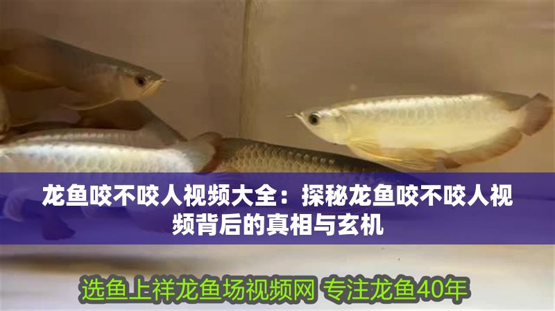 龍魚咬不咬人視頻大全：探秘龍魚咬不咬人視頻背后的真相與玄機