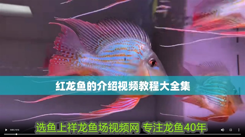 紅龍魚的介紹視頻教程大全集