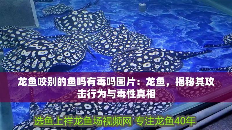 龍魚咬別的魚嗎有毒嗎圖片：龍魚，揭秘其攻擊行為與毒性真相