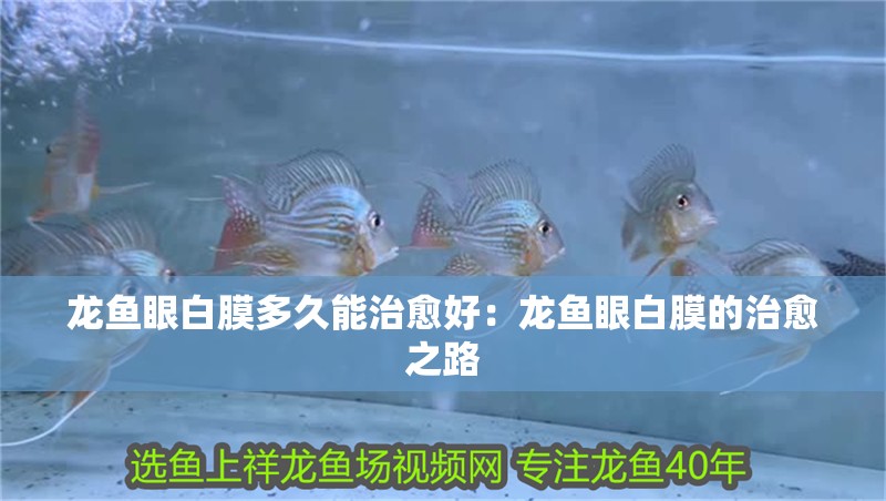 龍魚眼白膜多久能治愈好：龍魚眼白膜的治愈之路