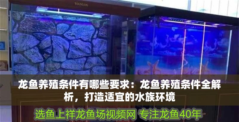 龍魚養殖條件有哪些要求：龍魚養殖條件全解析，打造適宜的水族環境