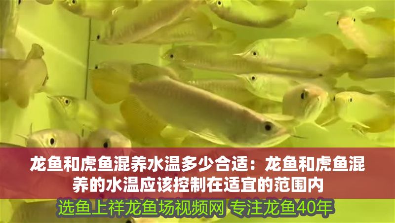 龍魚和虎魚混養水溫多少合適：龍魚和虎魚混養的水溫應該控制在適宜的范圍內