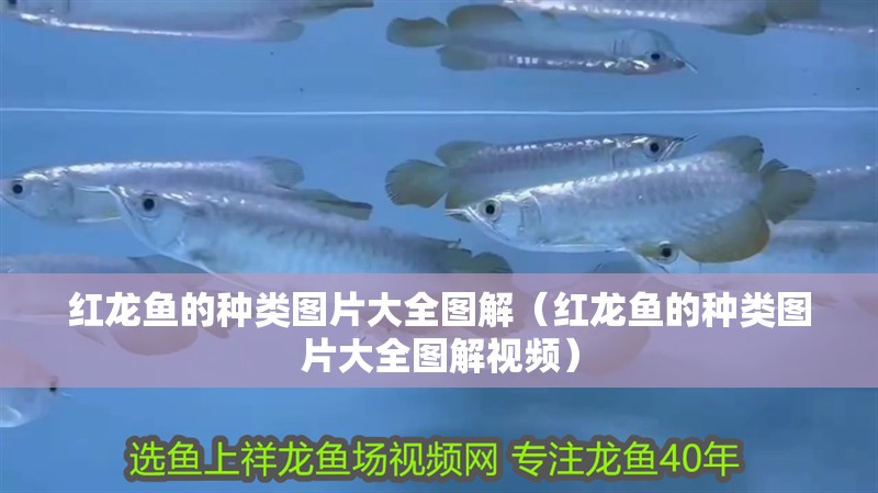 紅龍魚(yú)的種類(lèi)圖片大全圖解（紅龍魚(yú)的種類(lèi)圖片大全圖解視頻）