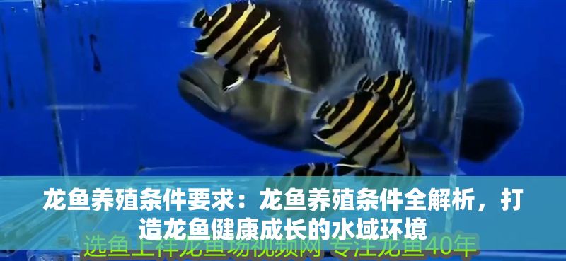 龍魚養(yǎng)殖條件要求：龍魚養(yǎng)殖條件全解析，打造龍魚健康成長(zhǎng)的水域環(huán)境