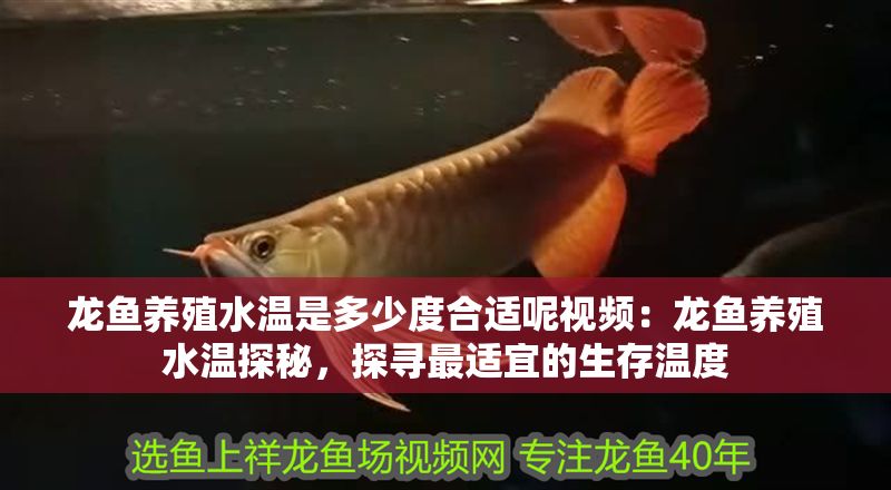 龍魚養殖水溫是多少度合適呢視頻：龍魚養殖水溫探秘，探尋最適宜的生存溫度