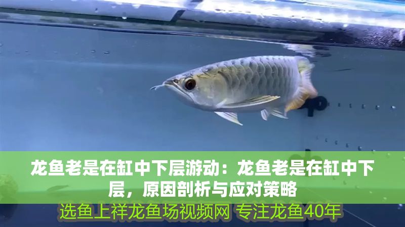 龍魚老是在缸中下層游動：龍魚老是在缸中下層，原因剖析與應(yīng)對策略
