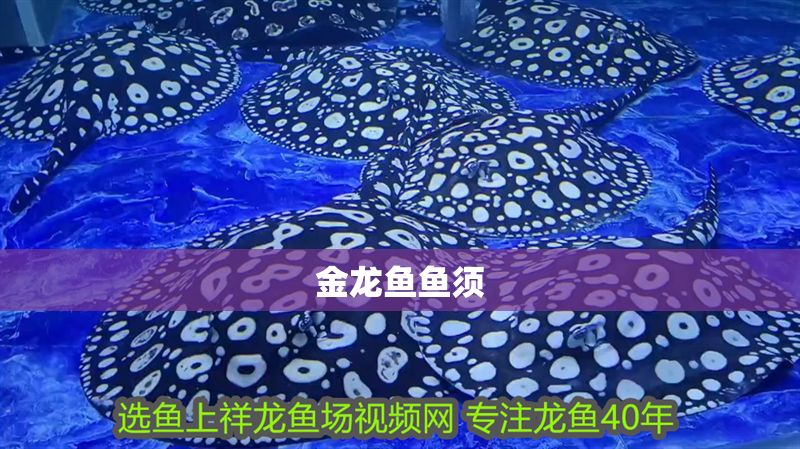 金龍魚魚須