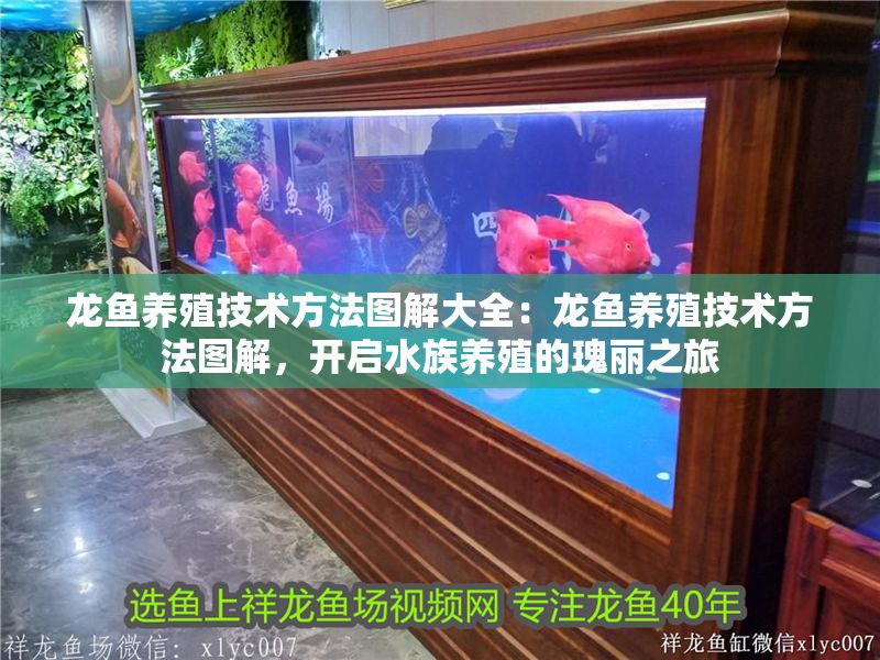 龍魚養殖技術方法圖解大全：龍魚養殖技術方法圖解，開啟水族養殖的瑰麗之旅