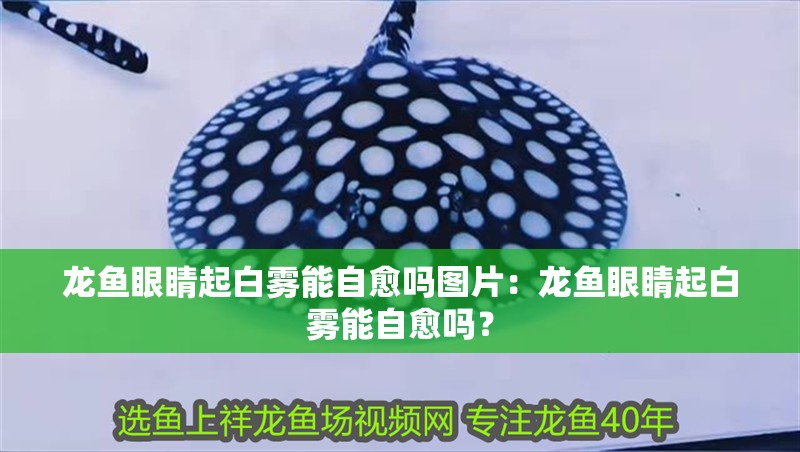 龍魚眼睛起白霧能自愈嗎圖片：龍魚眼睛起白霧能自愈嗎？