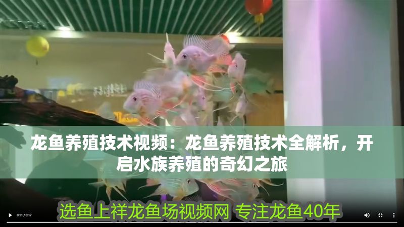 龍魚養殖技術視頻：龍魚養殖技術全解析，開啟水族養殖的奇幻之旅