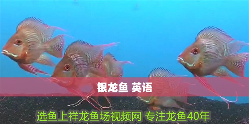 銀龍魚 英語