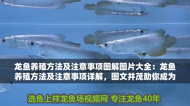 龍魚養(yǎng)殖方法及注意事項(xiàng)圖解圖片大全：龍魚養(yǎng)殖方法及注意事項(xiàng)詳解，圖文并茂助你成為養(yǎng)魚達(dá)人