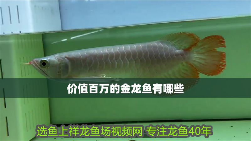 價值百萬的金龍魚有哪些