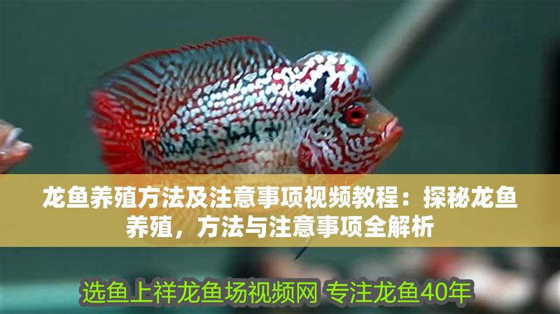 龍魚養殖方法及注意事項視頻教程：探秘龍魚養殖，方法與注意事項全解析