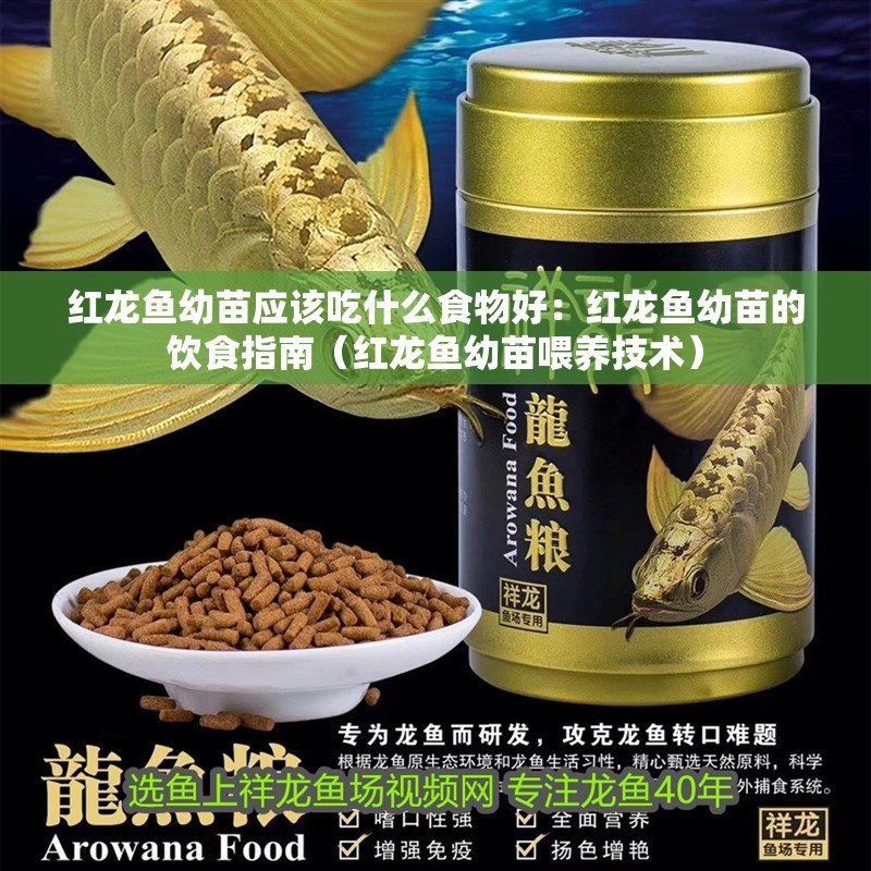 紅龍魚幼苗應(yīng)該吃什么食物好：紅龍魚幼苗的飲食指南（紅龍魚幼苗喂養(yǎng)技術(shù)）