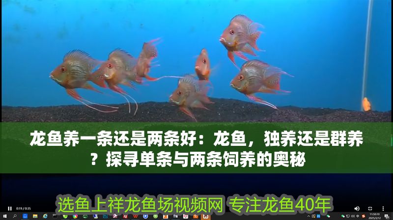 龍魚養(yǎng)一條還是兩條好：龍魚，獨養(yǎng)還是群養(yǎng)？探尋單條與兩條飼養(yǎng)的奧秘