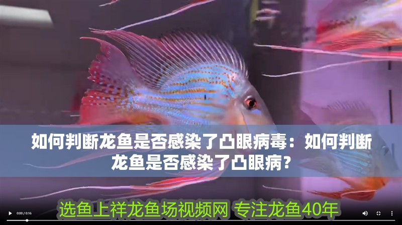 如何判斷龍魚是否感染了凸眼病毒：如何判斷龍魚是否感染了凸眼病？
