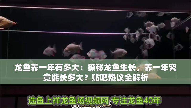 龍魚養一年有多大：探秘龍魚生長，養一年究竟能長多大？貼吧熱議全解析