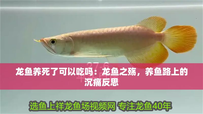 龍魚養(yǎng)死了可以吃嗎:龍魚之殤,養(yǎng)魚路上的沉痛反思 龍魚百科 第1張 龍魚養(yǎng)死了可以吃嗎:龍魚之殤,養(yǎng)魚路上的沉痛反思 龍魚養(yǎng)死了可以吃嗎:龍魚之殤,養(yǎng)魚路上的沉痛反思 龍魚百科 第1張