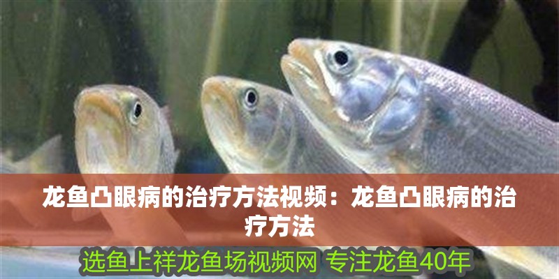 魚缸用增氧泵價格是多少:魚缸增氧機-xtrac增氧機-xtrac增氧機 龍魚凸眼病的治療方法視頻:龍魚凸眼病的治療方法 水族問答 龍魚凸眼病的治療方法視頻:龍魚凸眼病的治療方法 龍魚凸眼病的治療方法視頻:龍魚凸眼病的治療方法 水族問答