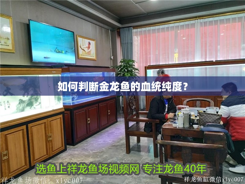 如何判斷金龍魚的血統純度？