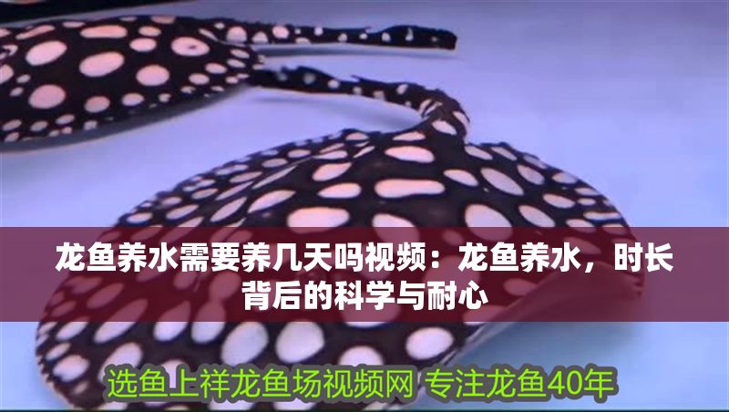 龍魚養水需要養幾天嗎視頻：龍魚養水，時長背后的科學與耐心