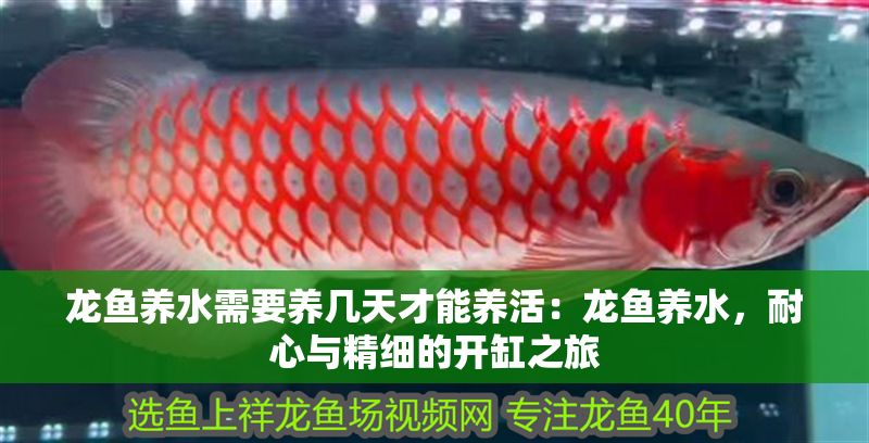 龍魚養(yǎng)水需要養(yǎng)幾天才能養(yǎng)活：龍魚養(yǎng)水，耐心與精細的開缸之旅