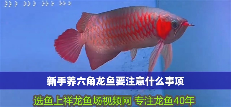 新手養六角龍魚要注意什么事項