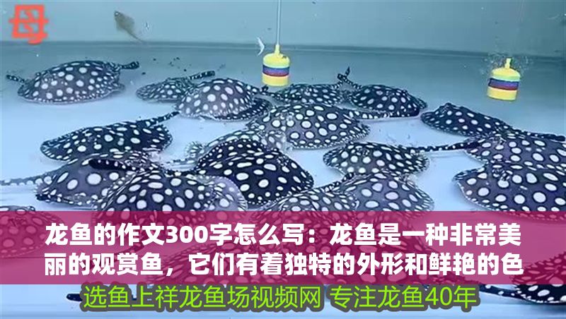 龍魚的作文300字怎么寫:龍魚是一種非常美麗的觀賞魚,它們有著獨特的外形和鮮艷的色彩 龍魚百科 第2張 龍魚的作文300字怎么寫:龍魚是一種非常美麗的觀賞魚,它們有著獨特的外形和鮮艷的色彩 龍魚的作文300字怎么寫:龍魚是一種非常美麗的觀賞魚,它們有著獨特的外形和鮮艷的色彩 龍魚百科 第2張