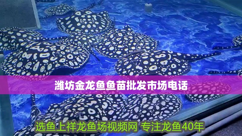 濰坊金龍魚魚苗批發市場電話