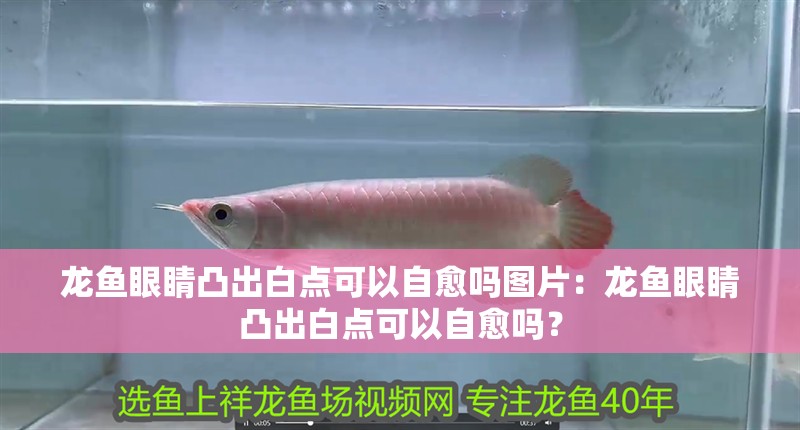 龍魚眼睛凸出白點可以自愈嗎圖片：龍魚眼睛凸出白點可以自愈嗎？