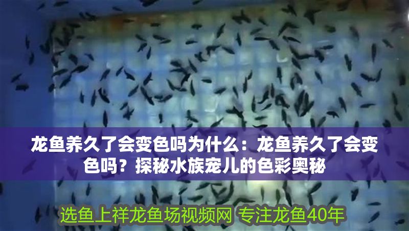 龍魚養久了會變色嗎為什么：龍魚養久了會變色嗎？探秘水族寵兒的色彩奧秘
