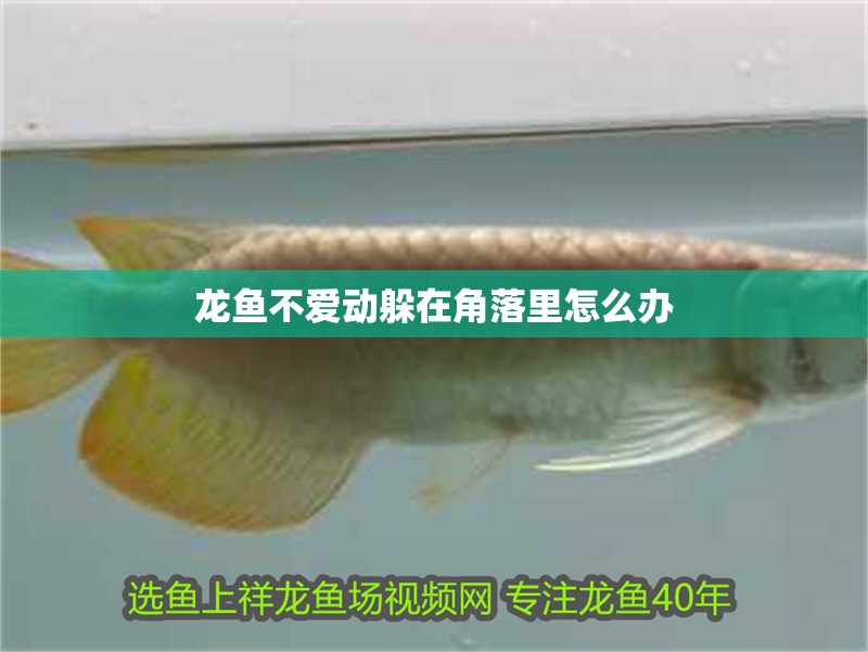 龍魚不愛動躲在角落里怎么辦