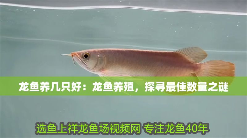 龍魚養(yǎng)幾只好：龍魚養(yǎng)殖，探尋最佳數(shù)量之謎