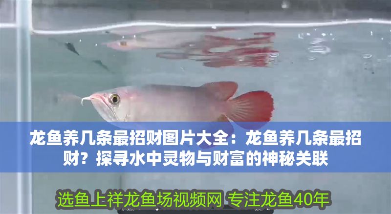 龍魚養幾條最招財圖片大全：龍魚養幾條最招財？探尋水中靈物與財富的神秘關聯