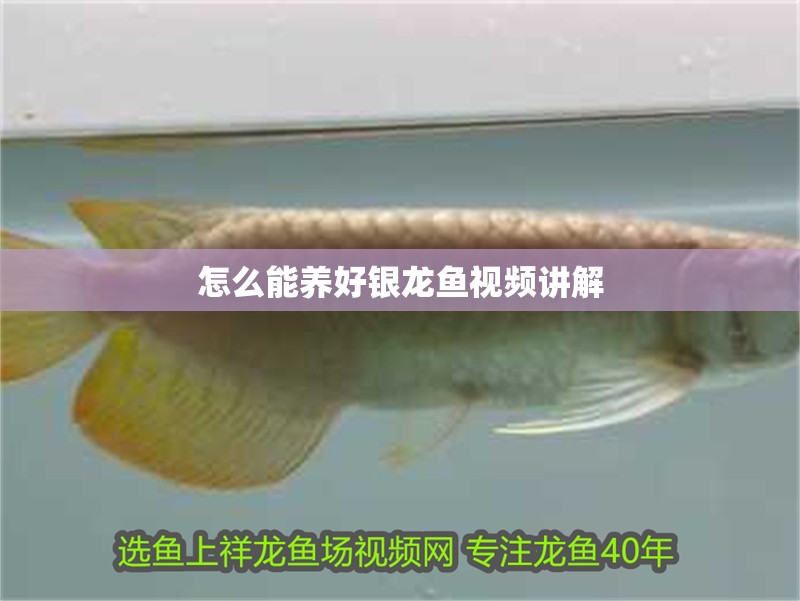 如何預防金龍魚眼睛白點再次發生：金龍魚眼睛白點預防指南