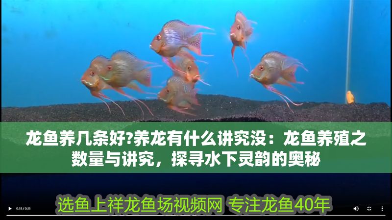 龍魚(yú)養(yǎng)幾條好?養(yǎng)龍有什么講究沒(méi)：龍魚(yú)養(yǎng)殖之?dāng)?shù)量與講究，探尋水下靈韻的奧秘