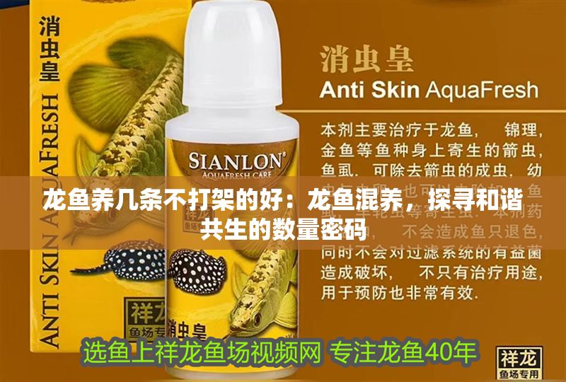 龍魚養幾條不打架的好：龍魚混養，探尋和諧共生的數量密碼