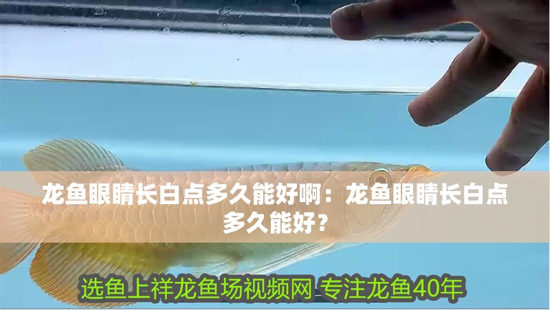 龍魚眼睛長白點多久能好啊：龍魚眼睛長白點多久能好？