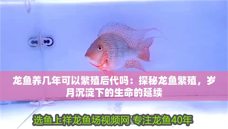 龍魚養(yǎng)幾年可以繁殖后代嗎：探秘龍魚繁殖，歲月沉淀下的生命的延續(xù)