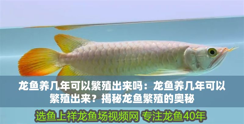 龍魚養幾年可以繁殖出來嗎：龍魚養幾年可以繁殖出來？揭秘龍魚繁殖的奧秘