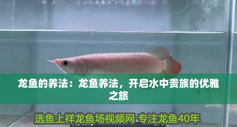 龍魚的養(yǎng)法：龍魚養(yǎng)法，開啟水中貴族的優(yōu)雅之旅