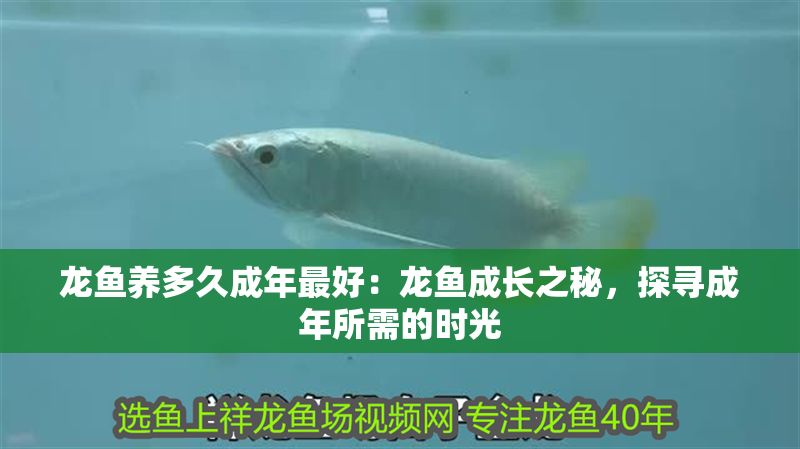 龍魚養多久成年最好：龍魚成長之秘，探尋成年所需的時光