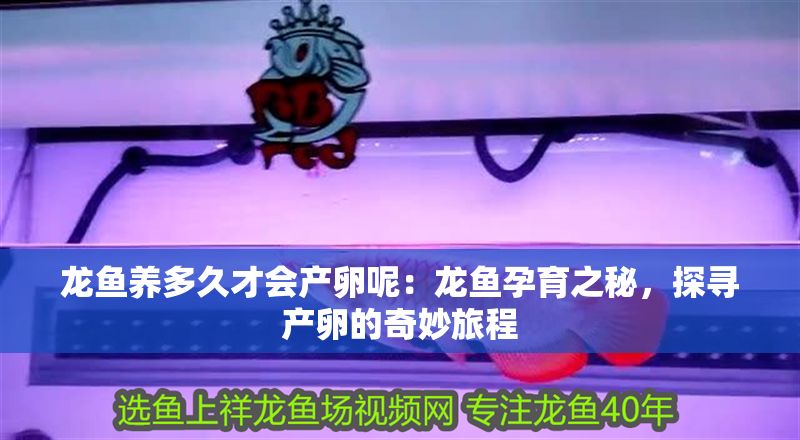 龍魚養多久才會產卵呢：龍魚孕育之秘，探尋產卵的奇妙旅程