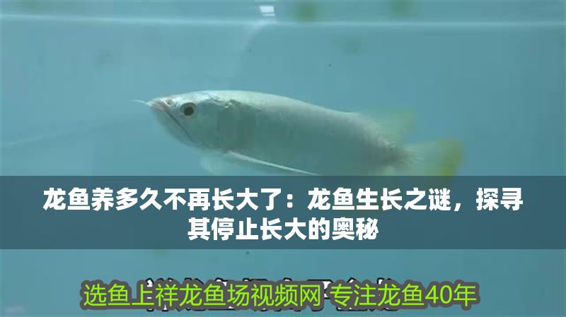龍魚養多久不再長大了：龍魚生長之謎，探尋其停止長大的奧秘